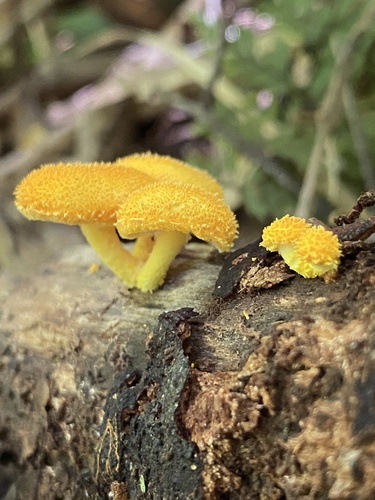 Golden-scruffy Collybia