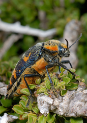 Julodis clouei