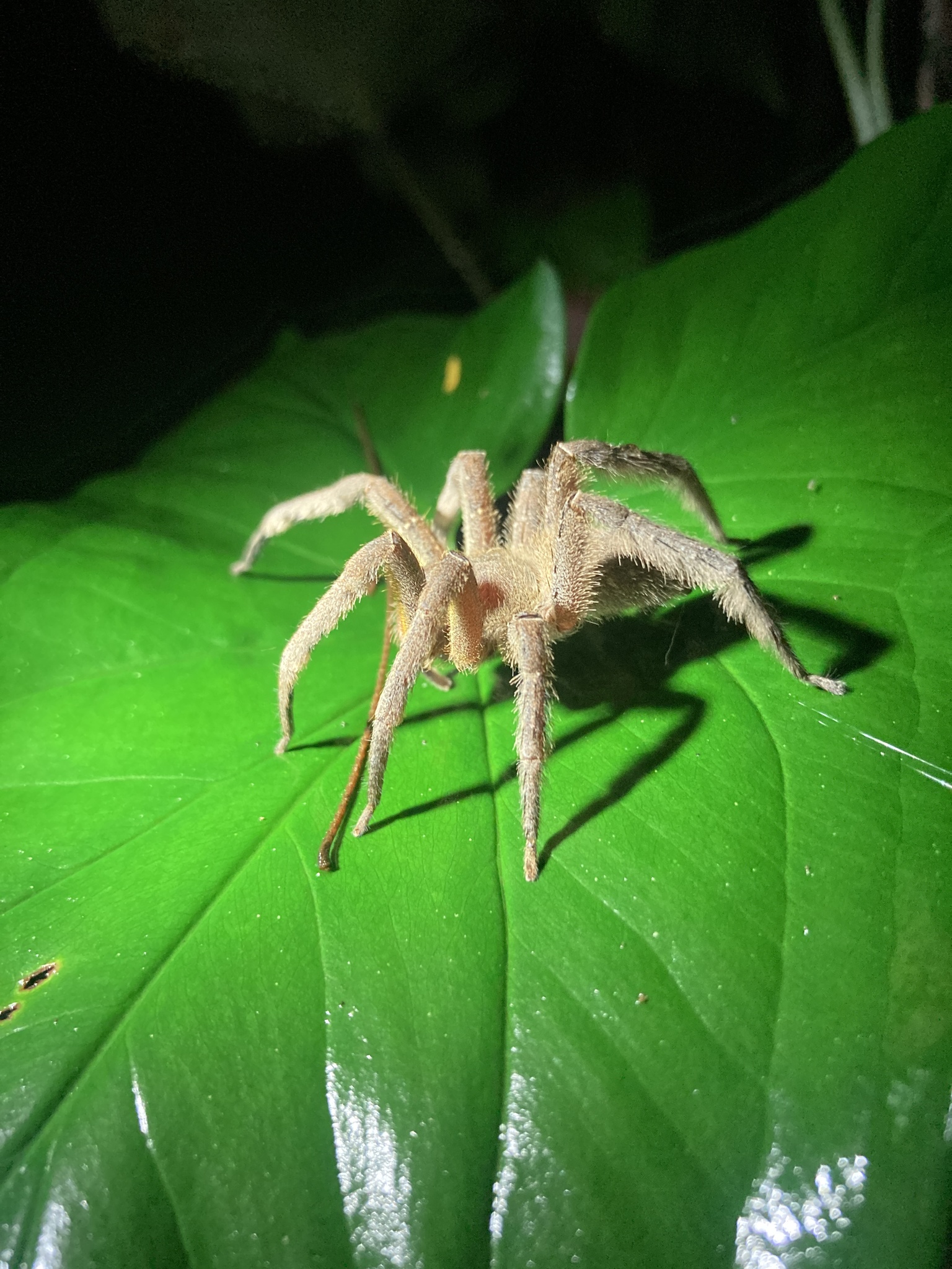 Phoneutria boliviensis (F.O.Pickard-Cambridge, 1897)