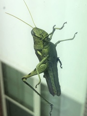 Schistocerca obscura