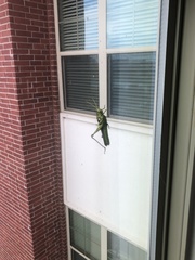 Schistocerca obscura