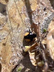 Hyperaspis esmeraldas