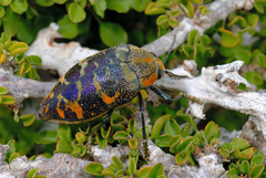 Julodis clouei