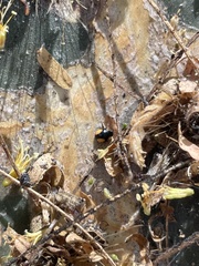 Hyperaspis esmeraldas