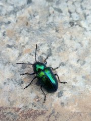 Chrysochus chinensis