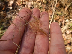 Media resource of Epilobium coloratum