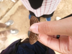 Mycalesis horsfieldi