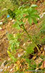 Ricinus communis