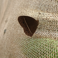 Mycalesis horsfieldi