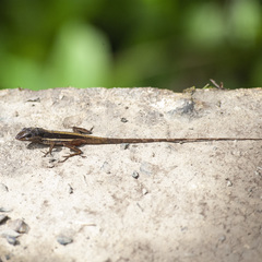 Anolis pulchellus