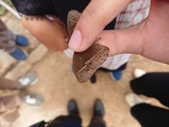 Mycalesis horsfieldi