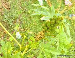 Ricinus communis
