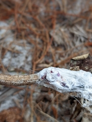 Dactylopius confusus