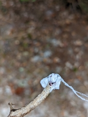 Dactylopius confusus