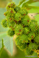 Ricinus communis