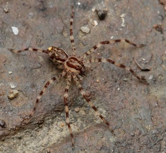 Heteropodinae