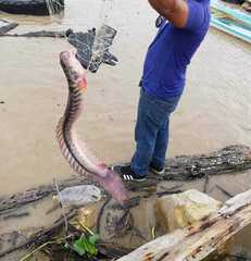 Gobioides broussonnetii