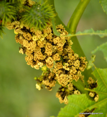 Ricinus communis