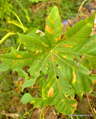 Ricinus communis