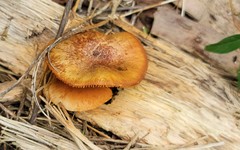 Gymnopilus lepidotus