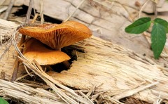 Gymnopilus lepidotus
