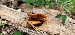Gymnopilus lepidotus