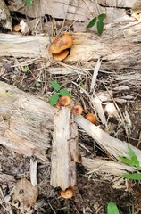 Gymnopilus lepidotus