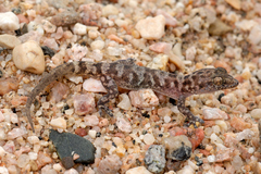 Hemidactylus homoeolepis