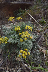 Lomatium salmoniflorum