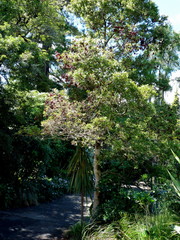 Syzygium maire