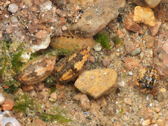 Gnorimosphaeroma rayi