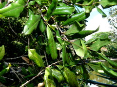 Syzygium maire