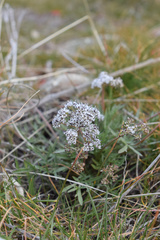Lomatium gormanii