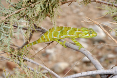 Chamaeleo monachus