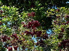 Syzygium maire