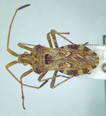 Centrocoris spiniger