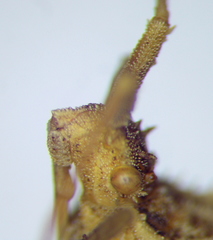 Centrocoris spiniger