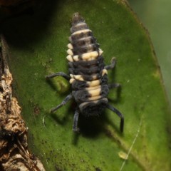 Coelophora