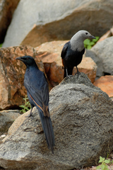 Onychognathus blythii
