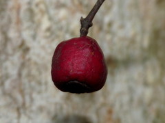 Syzygium maire