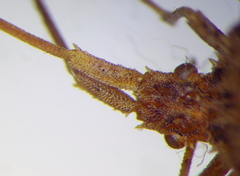 Centrocoris spiniger