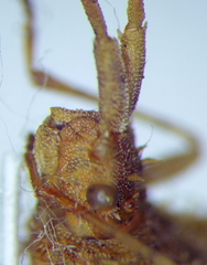 Centrocoris spiniger