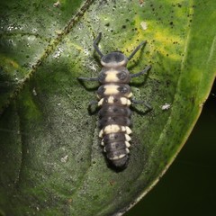 Coelophora