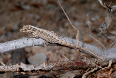 Pristurus guichardi