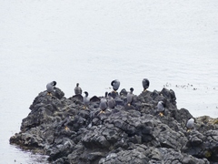 Phalacrocorax featherstoni
