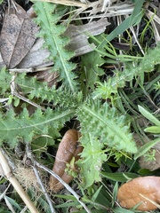 Cirsium nuttallii