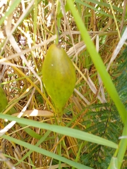 Blepharodon mucronatum