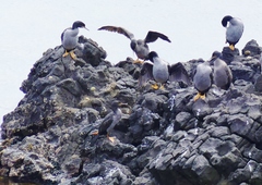 Phalacrocorax featherstoni