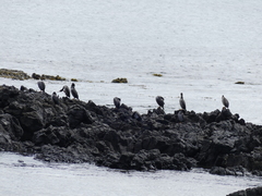 Phalacrocorax featherstoni