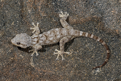 Socotra Giant Gecko photo 2